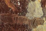 Polished Stromatolite (Jurusania) From Russia - Million Years #316694-1
